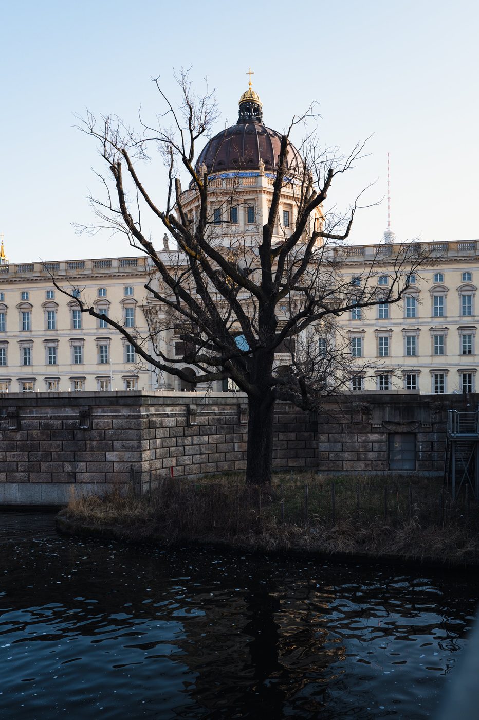 Bare tree standing out against the golden dome of the Berlin Palace, Berlin