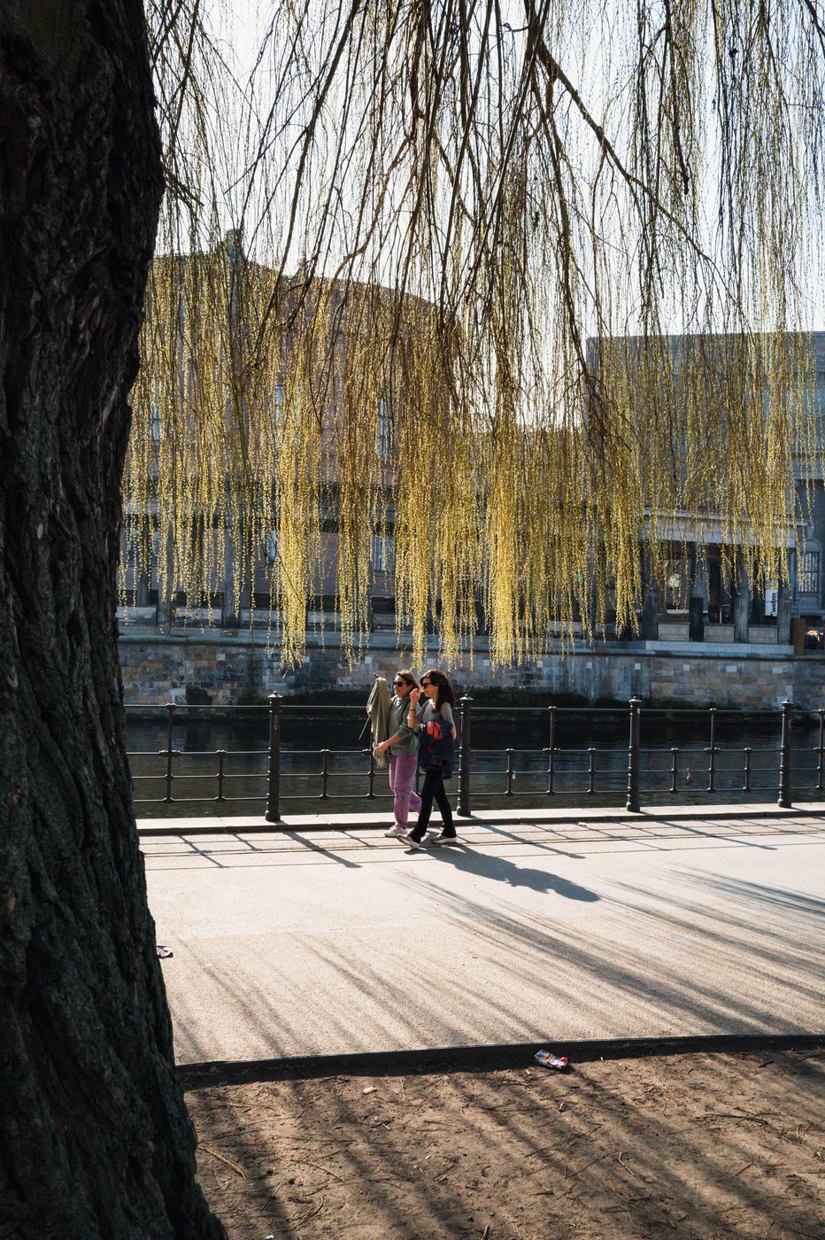 Two women walking along a canal beneath the golden catkins of a willow, Berlin
