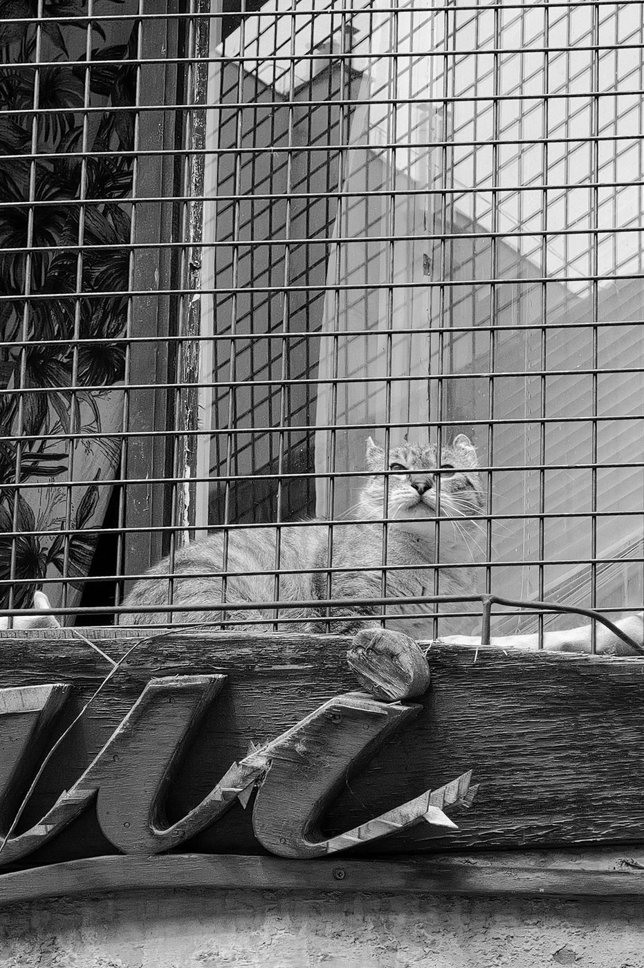 A grey cat watching the street through a fence, Budapest
