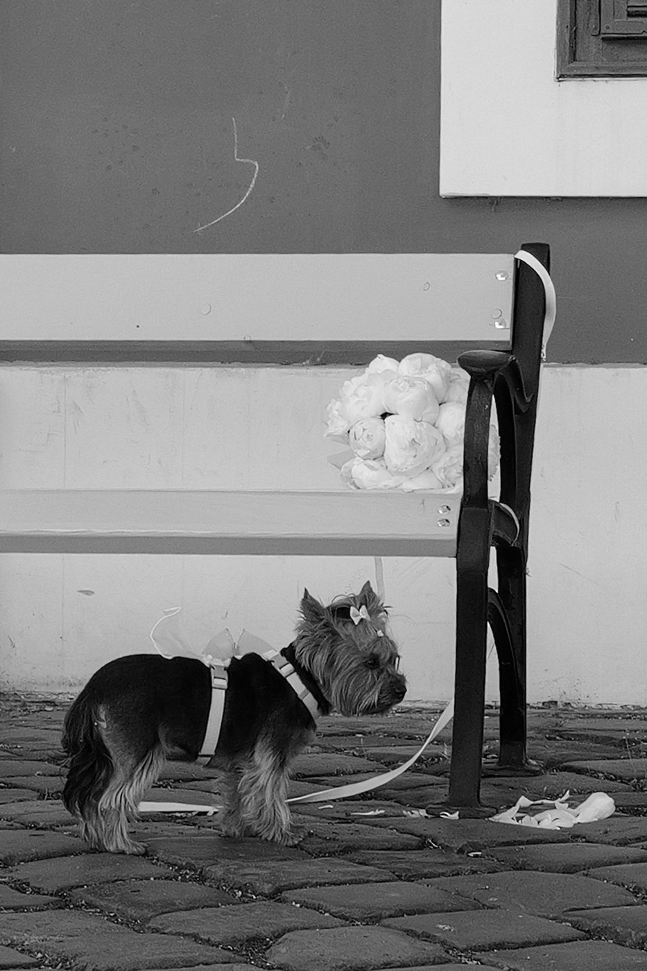 Small dog with a bow next to a bouquet placed on a bench, Budapest
