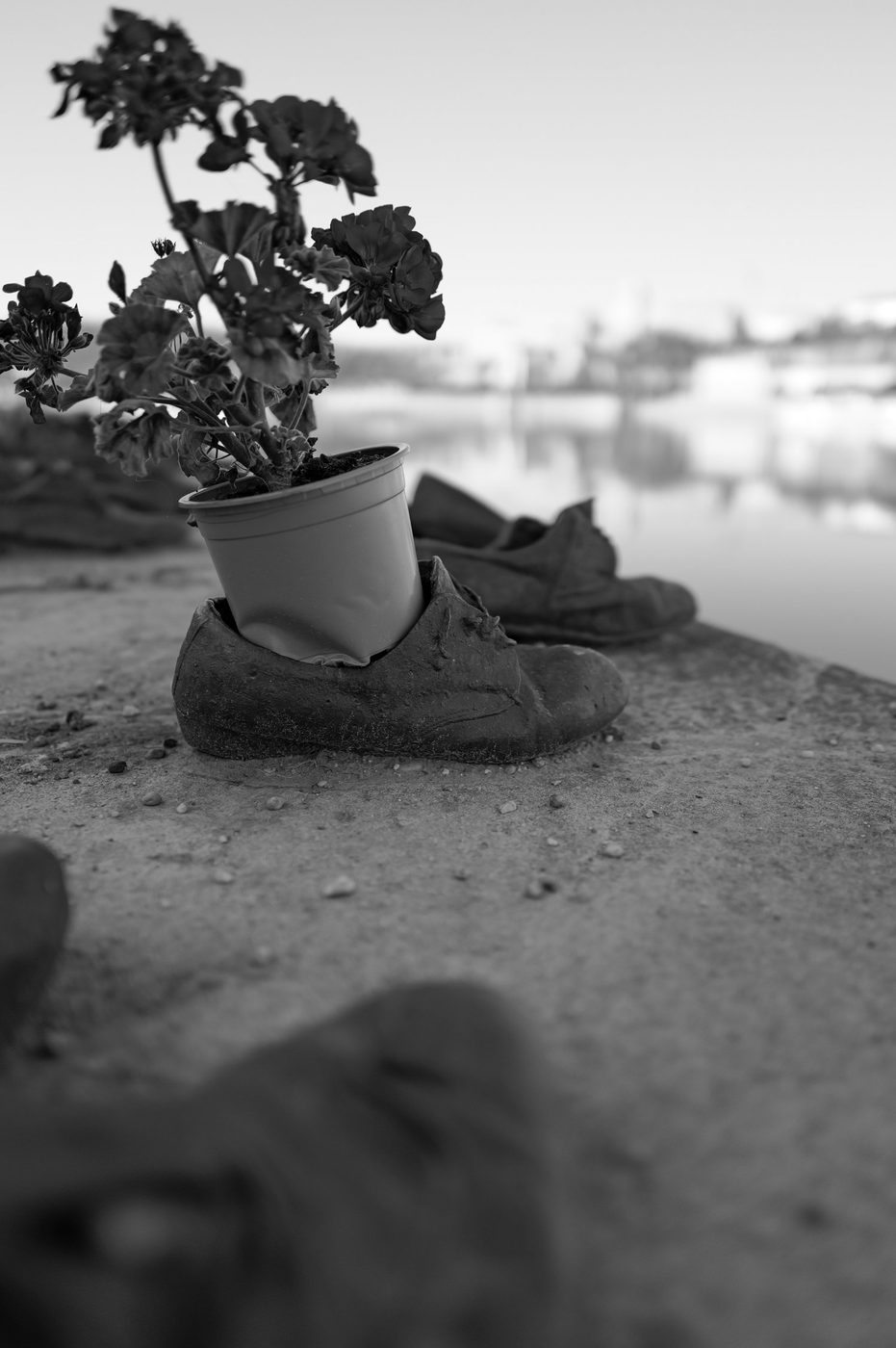 Flower pot placed in a bronze shoe of the Danube memorial, Budapest