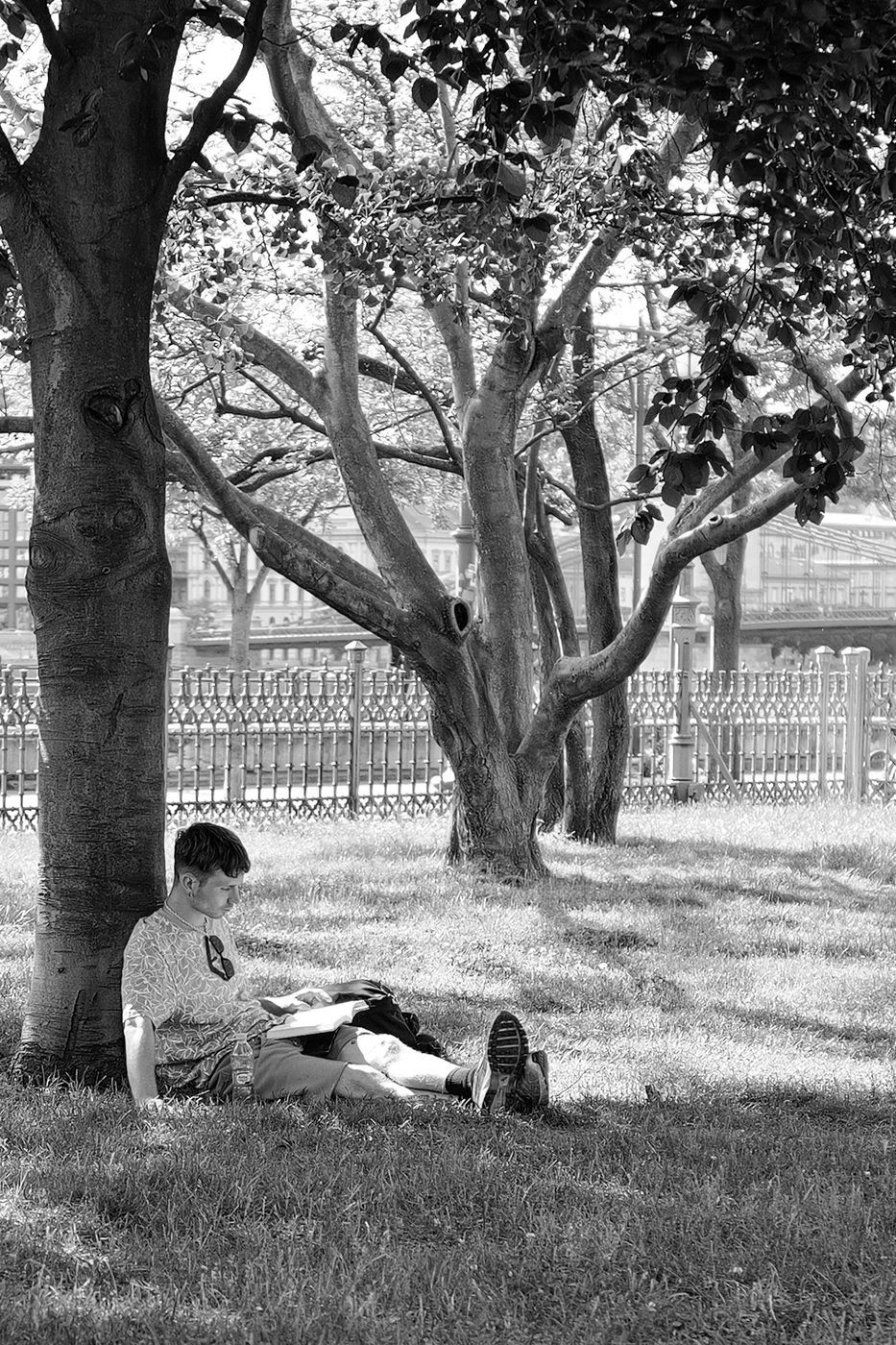 A young man reading seated at the foot of a tree in a park, Budapest