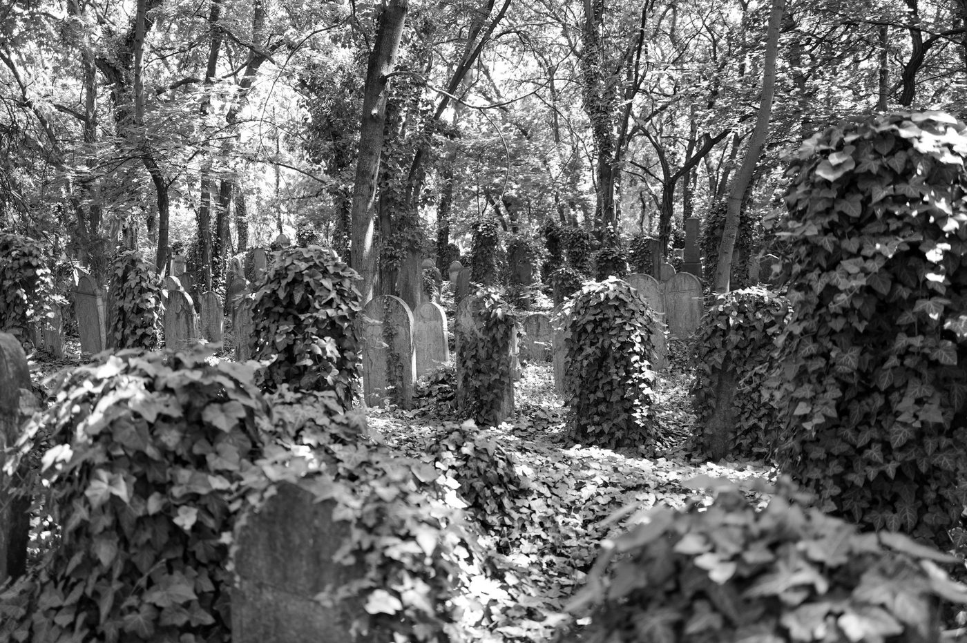 Old gravestones covered in ivy in a wooded cemetery, Budapest