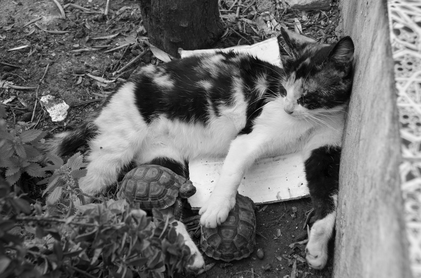 Cat dozing between two tortoises in a garden, Casablanca