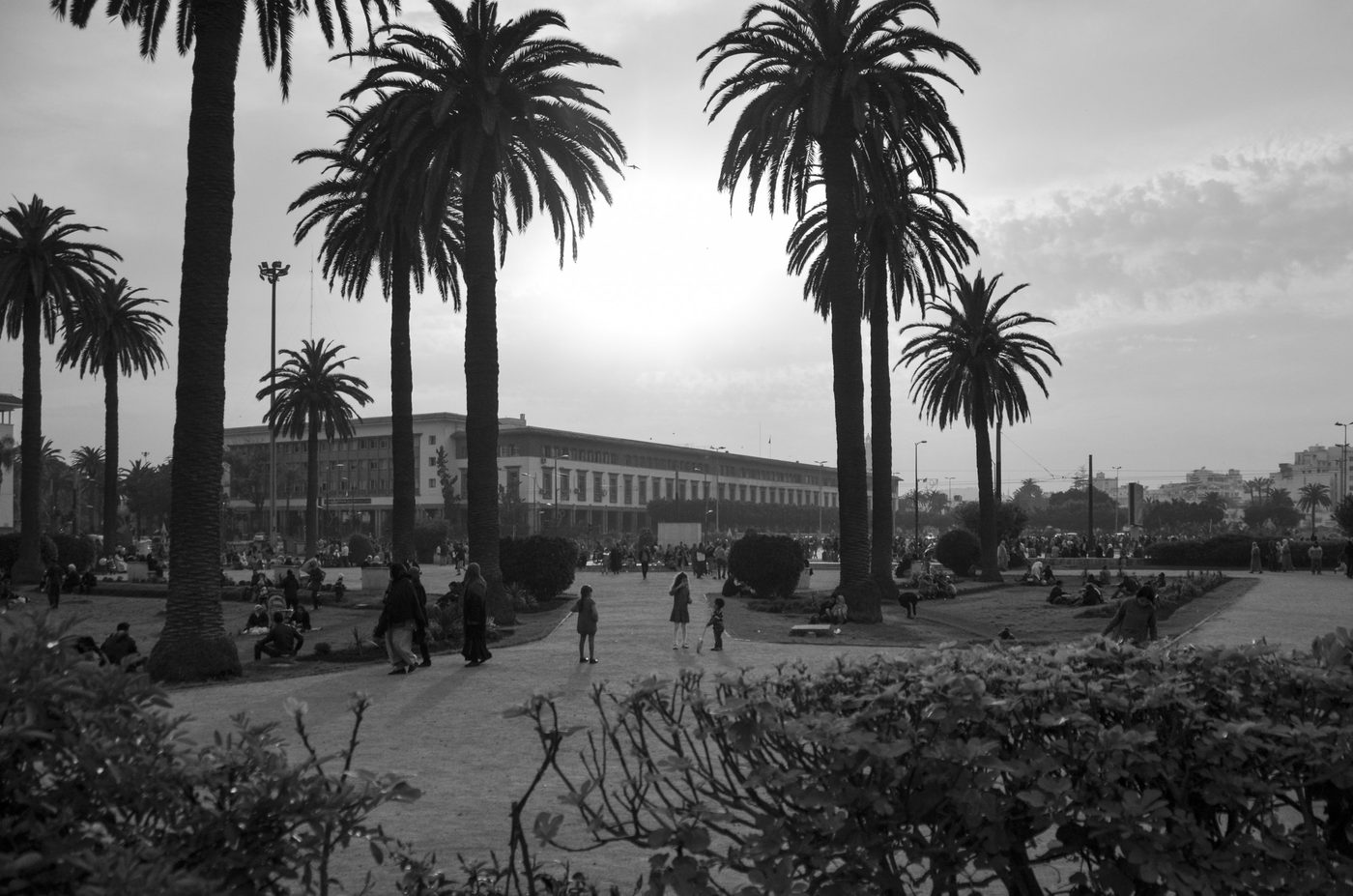 Backlit silhouettes of palm trees in a busy park, Casablanca