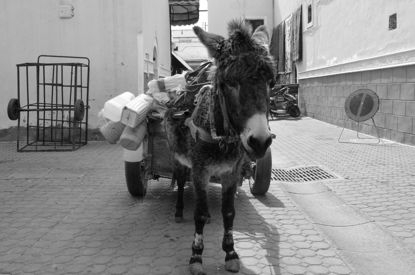 Donkey harnessed to a cart of jerrycans in an alley, Casablanca