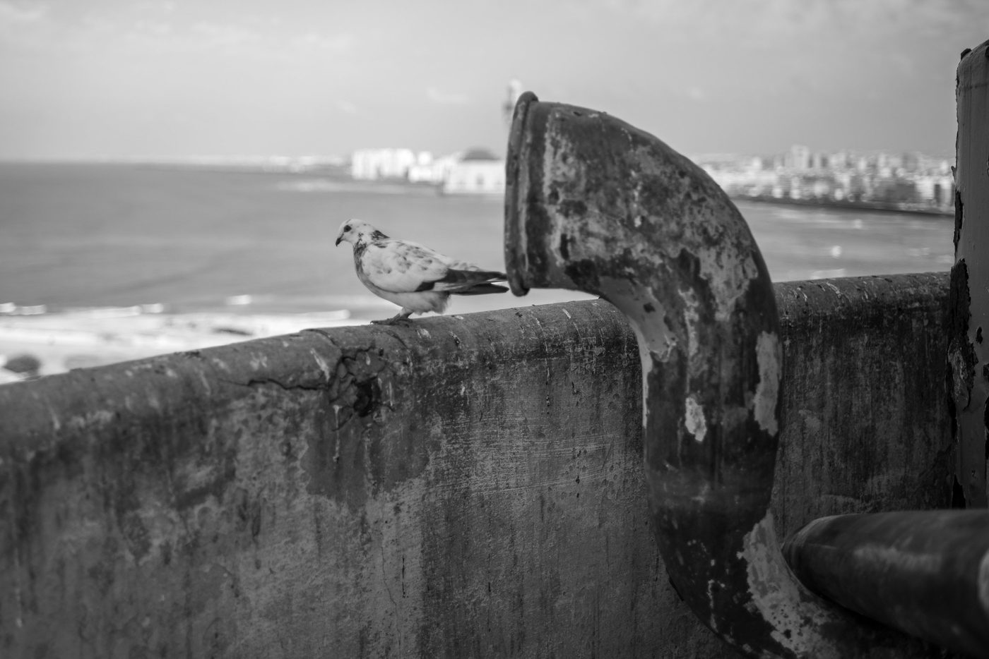 Pigeon perched on a pipe facing the bay, Casablanca