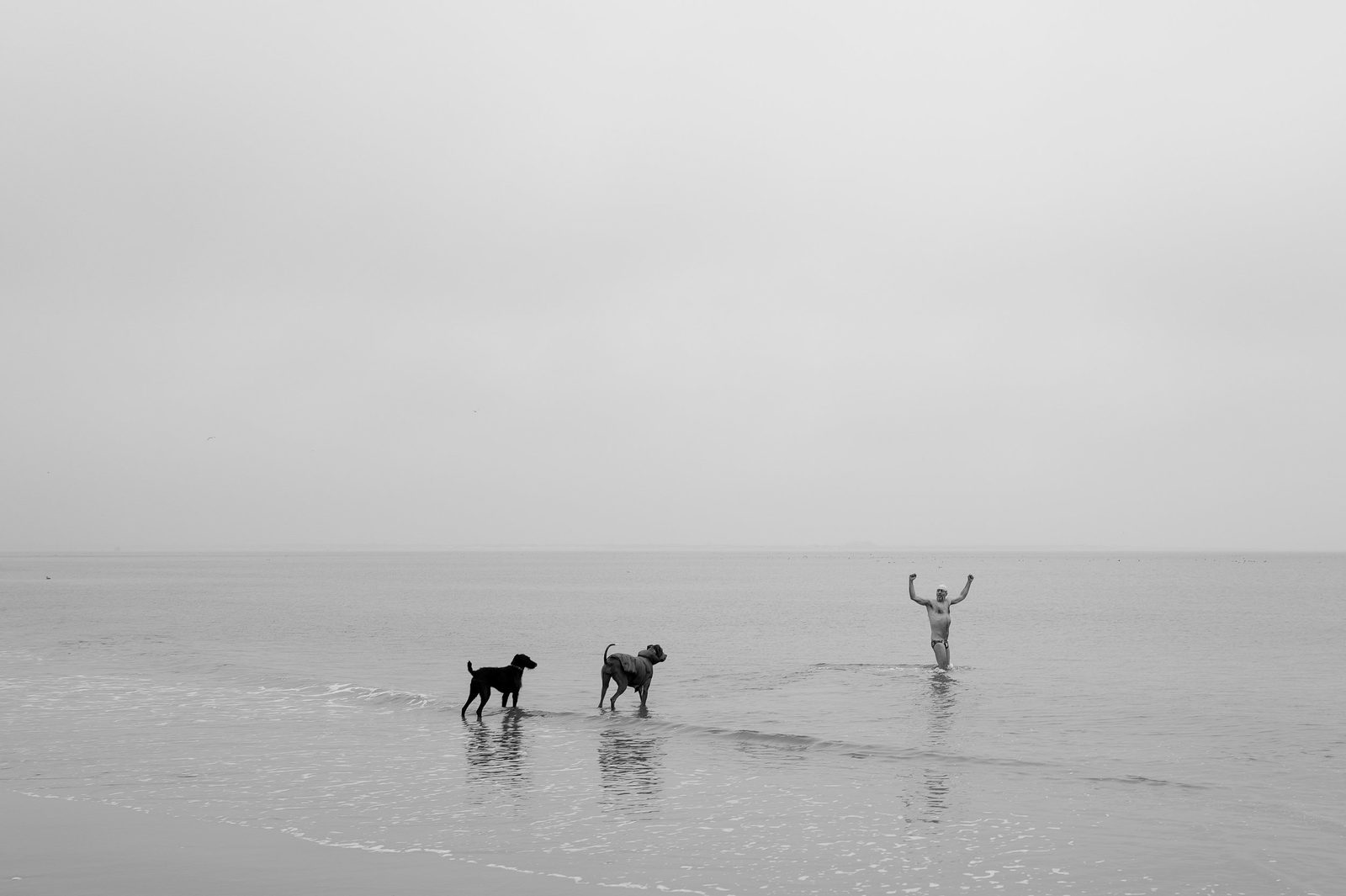 Two dogs and a person with raised arms in shallow water, Coney Island