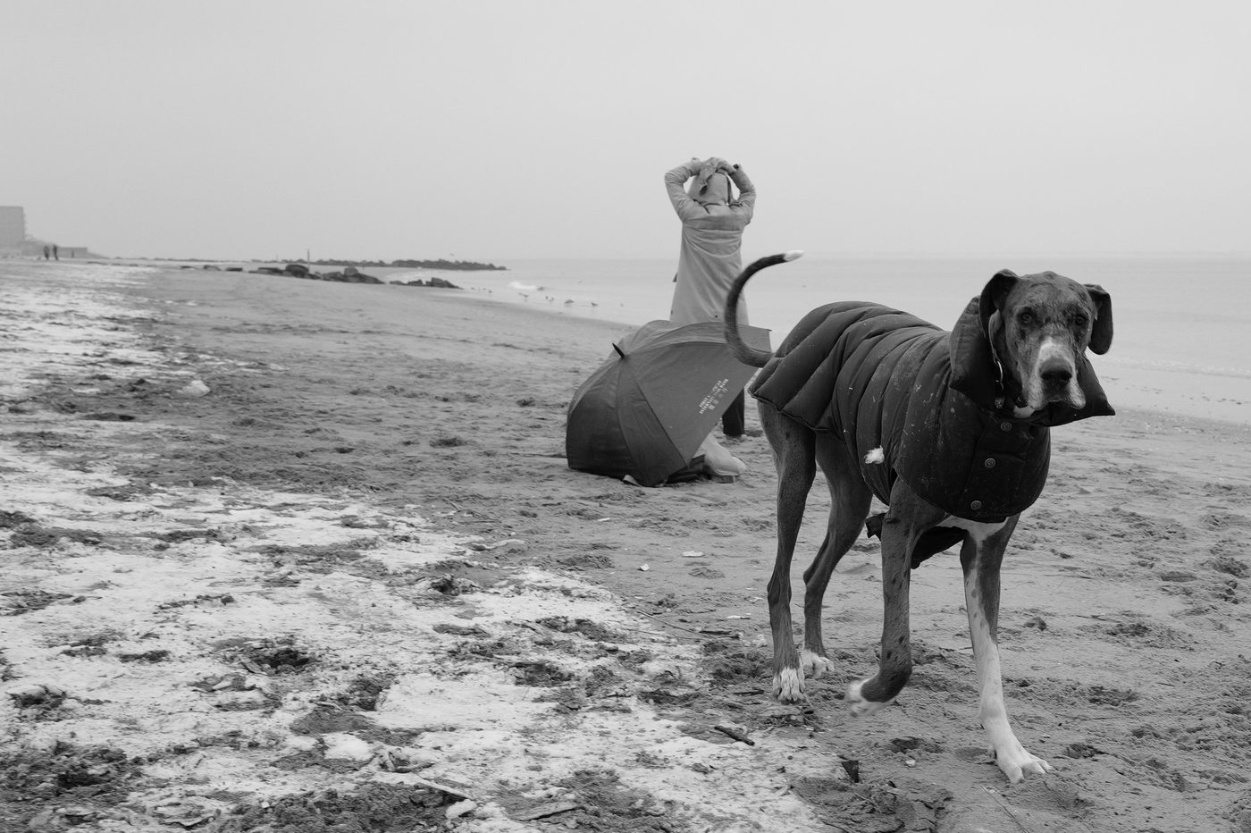 Dog wearing a coat and a walker with an umbrella on the beach, Coney Island