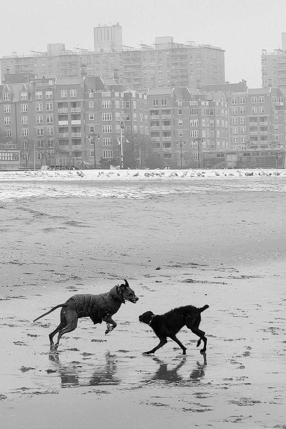 Two dogs playing on the beach facing the Coney Island buildings