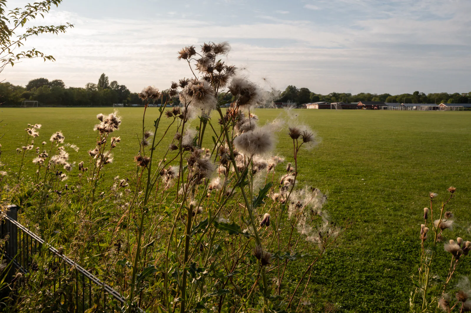 Thistles gone to seed at the edge of a wide meadow in the evening light, Copenhagen