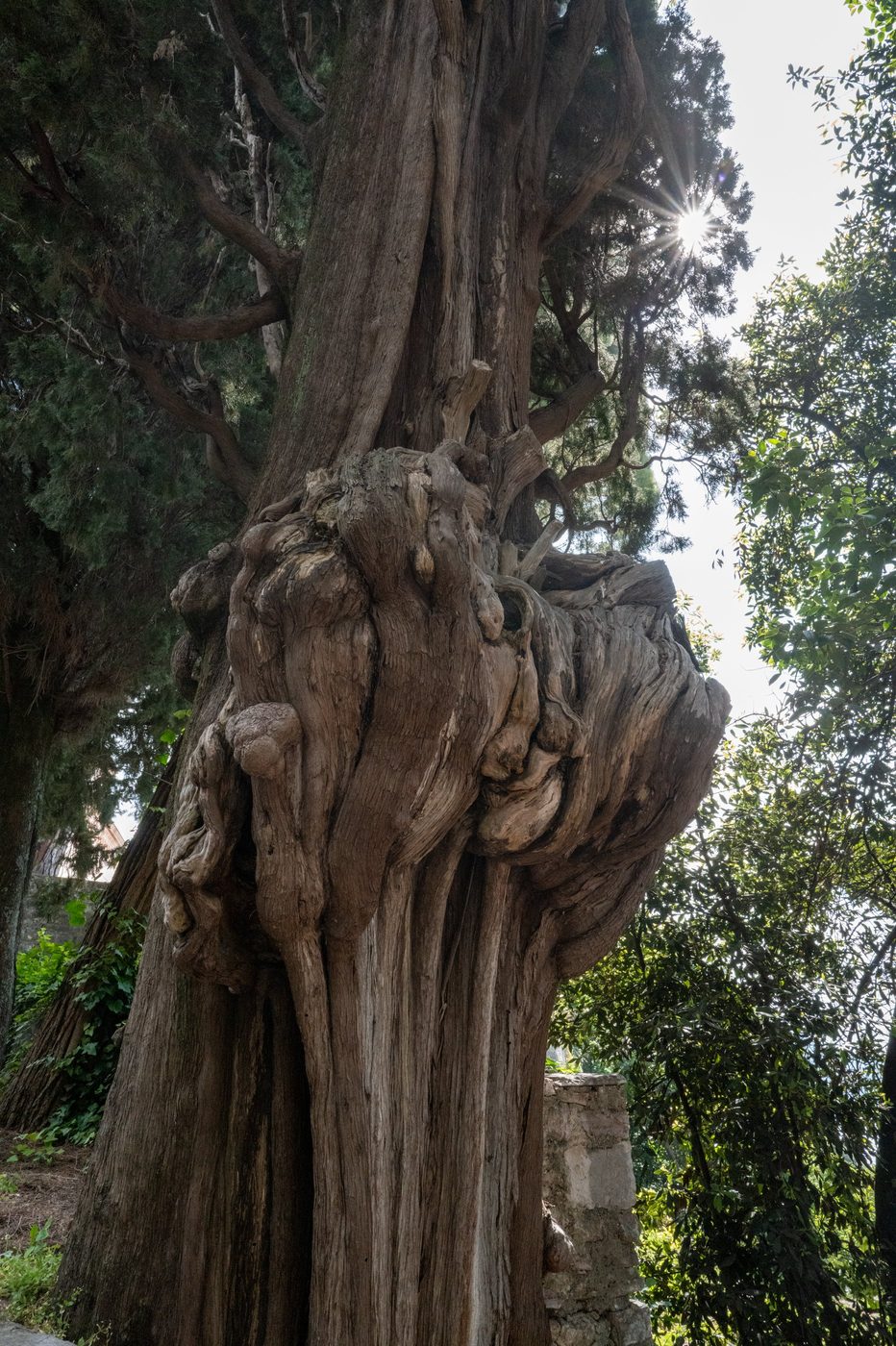 Gnarled trunk of a century-old cypress backlit by the sun, Dubrovnik