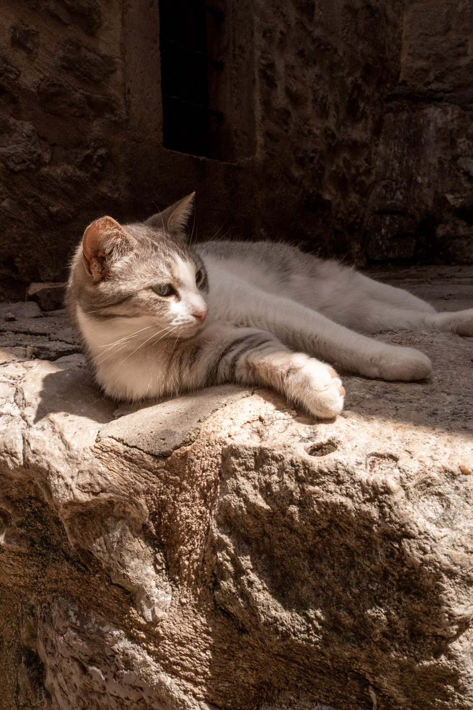White and grey cat stretched out in the sun on a stone wall, Dubrovnik
