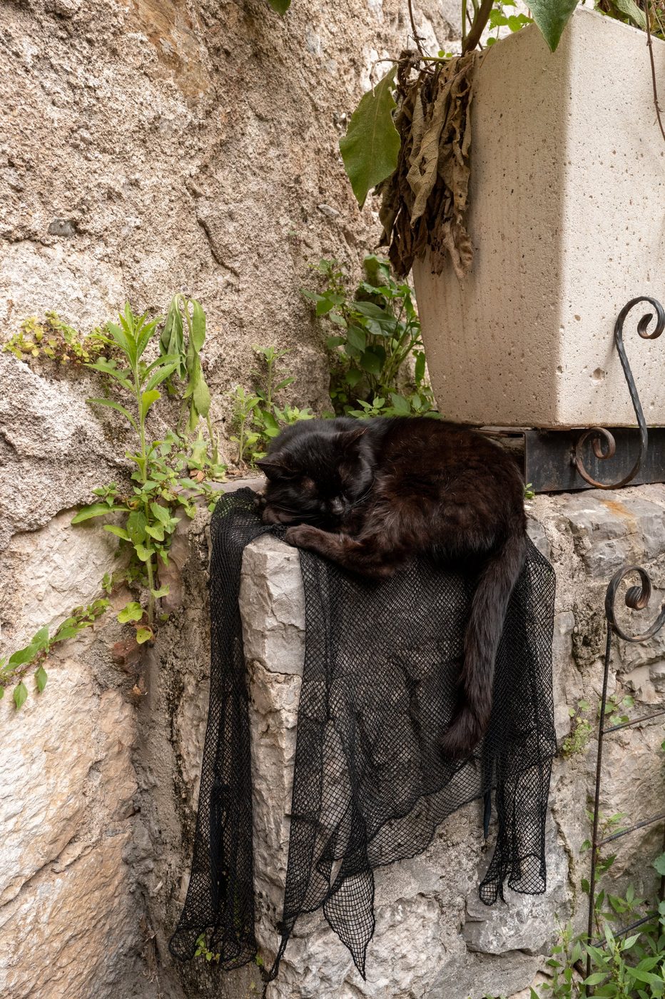Black cat asleep on a net hung on a flower-covered wall, Dubrovnik