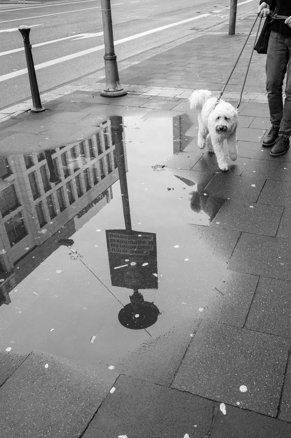 A curly white dog on a leash walking on a wet pavement, Düsseldorf