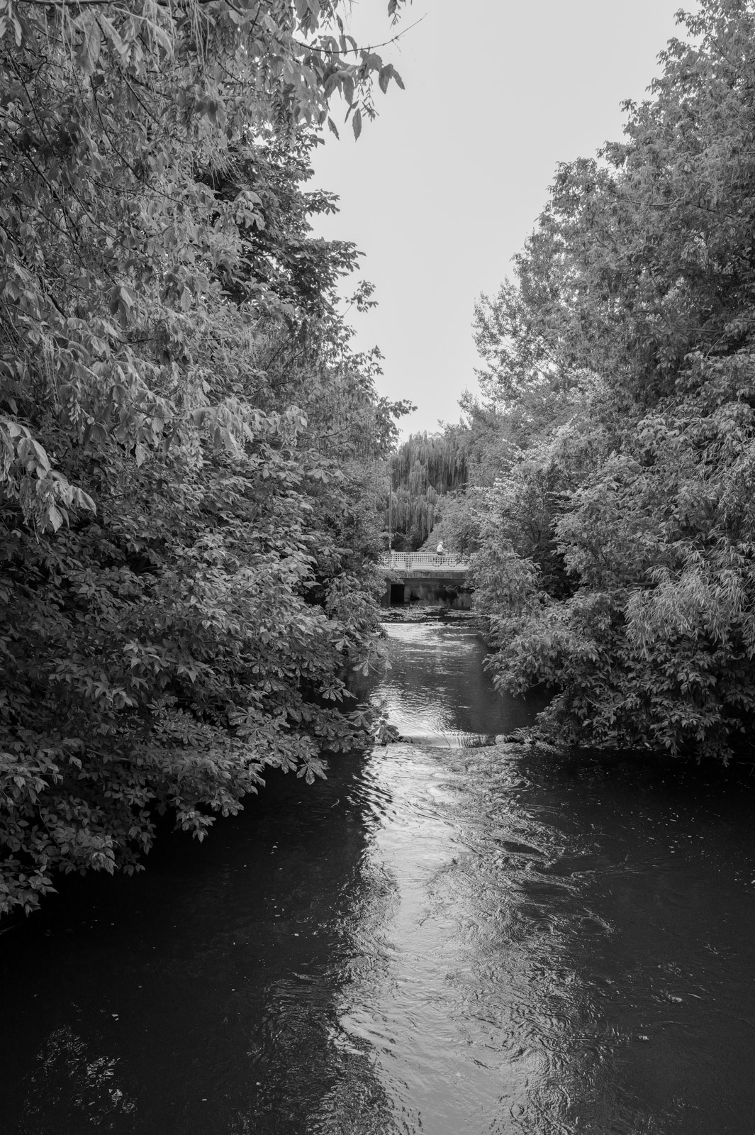 La riviere Dommel bordee d'arbres, reflets sur l'eau, Eindhoven