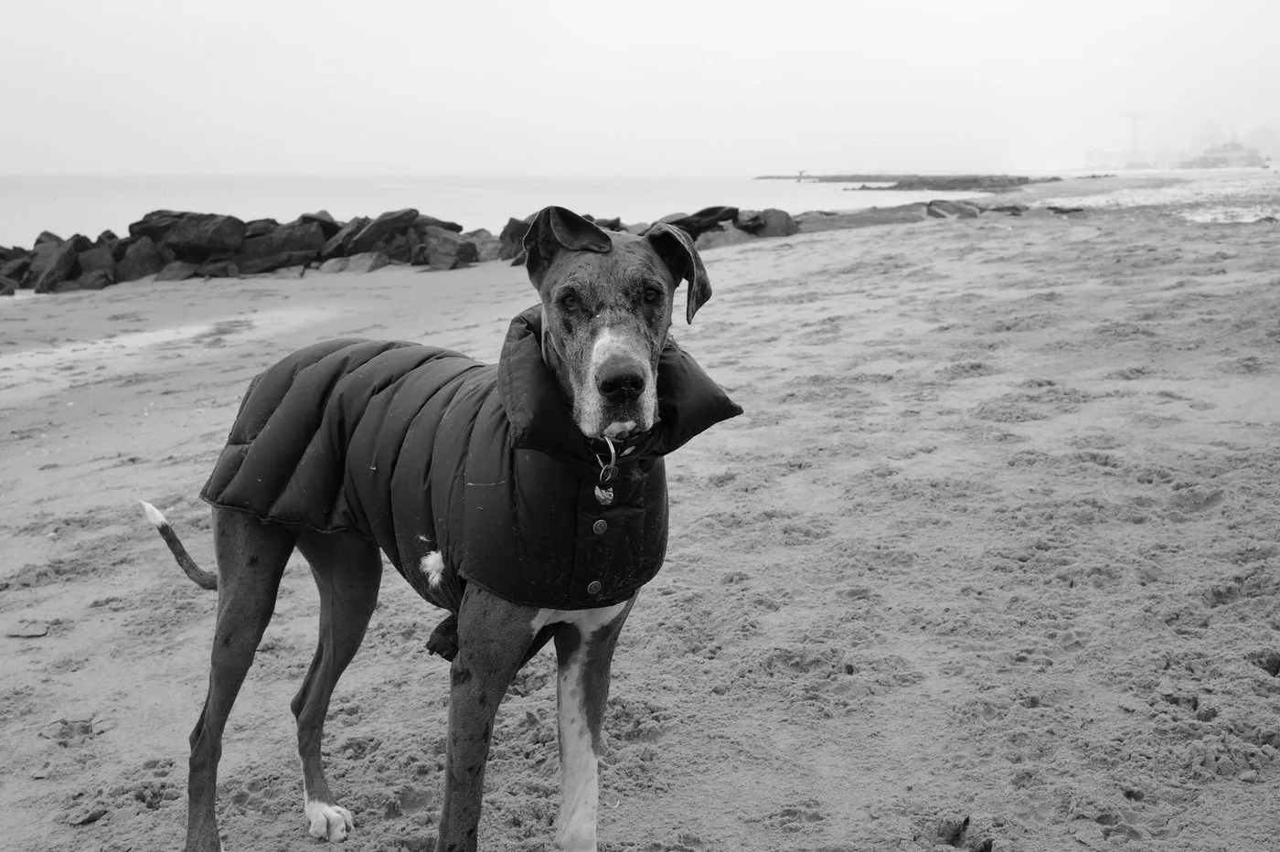 Un grand chien en manteau matelassé fixe l’objectif, Coney Island, New York