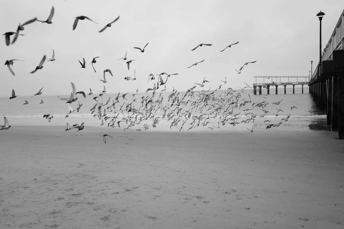 Une nuée de mouettes près de la jetée, Coney Island, New York