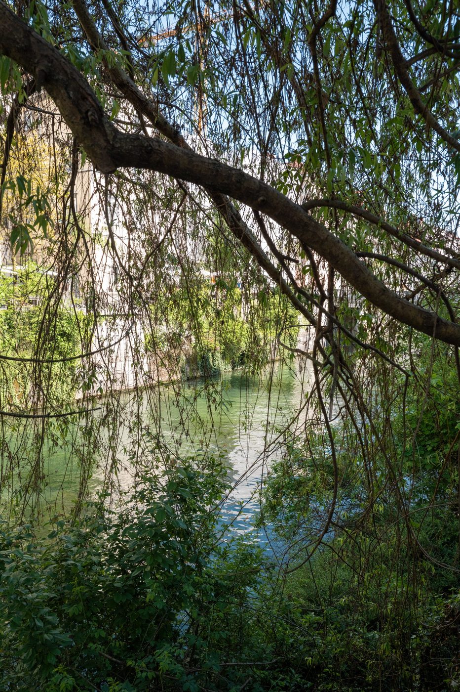 Weeping willow branches hanging over the river, Ljubljana