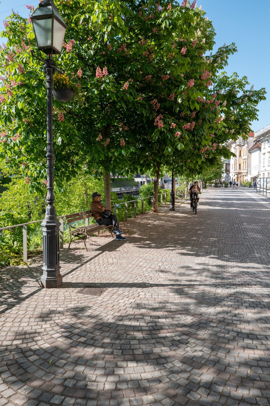 Man sitting under flowering chestnut trees by the quay, Ljubljana