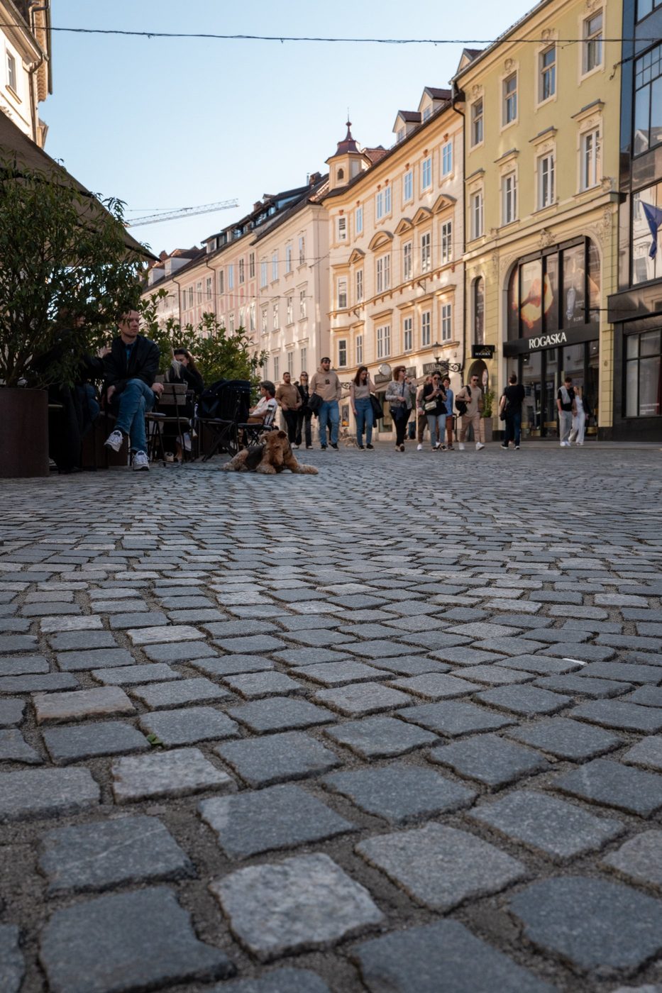Dog lying on the cobblestones of a bustling shopping street, Ljubljana