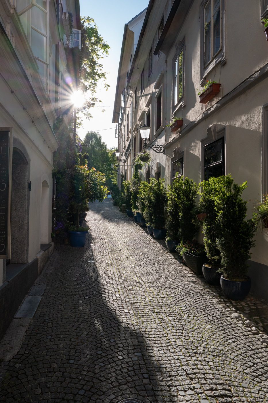 Alley lined with potted conifers, sunlight filtering through the trees, Ljubljana