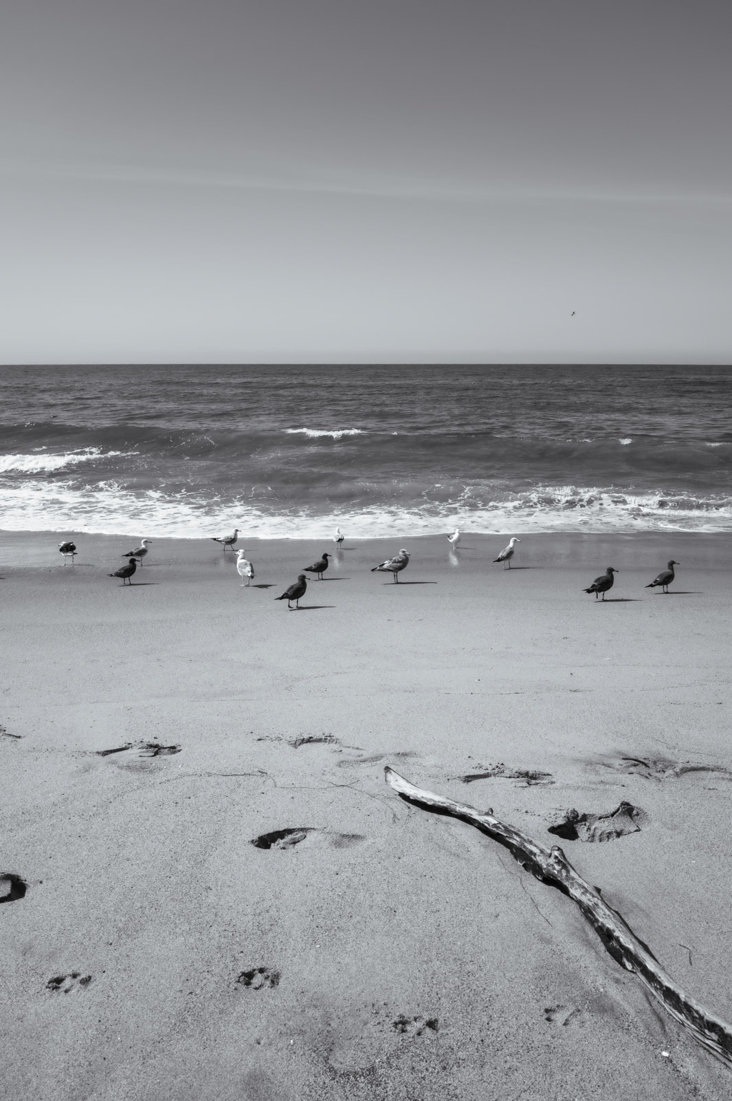 Seagulls resting on the beach at the water's edge, Los Angeles