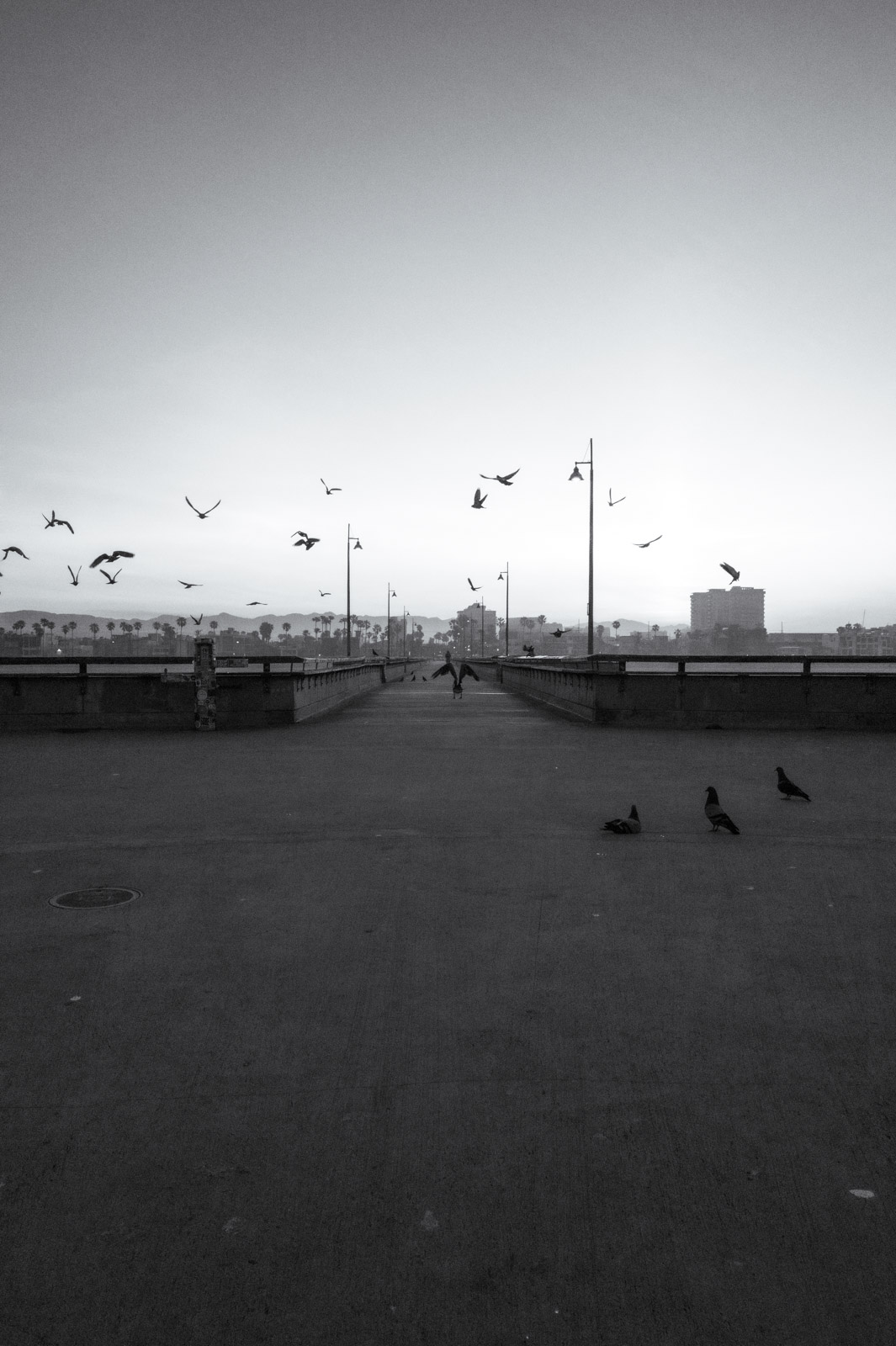 Birds flying over the pier at dusk, Los Angeles