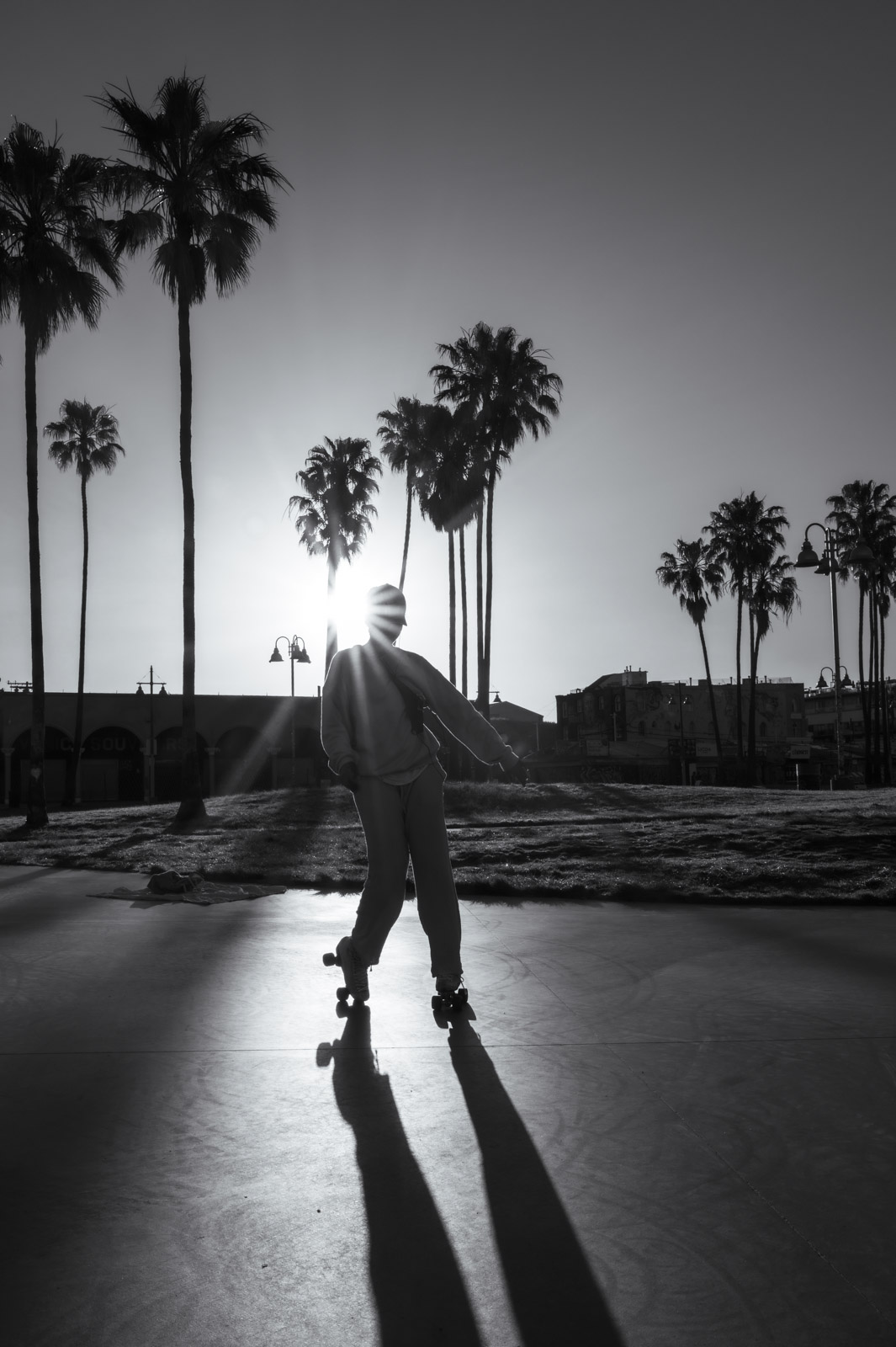 Silhouette of a skater backlit among the palm trees, Los Angeles