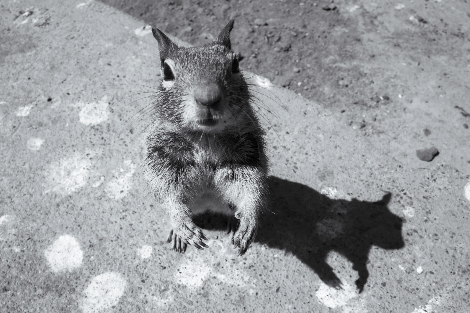 Squirrel standing still on the ground, Los Angeles