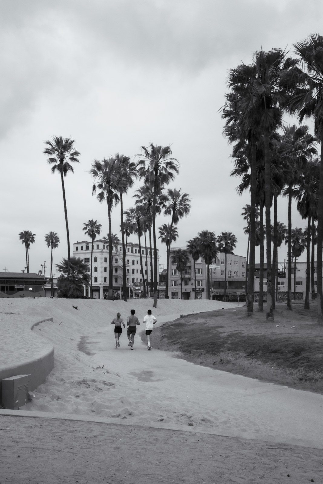 Palm-lined path in a coastal park, Los Angeles