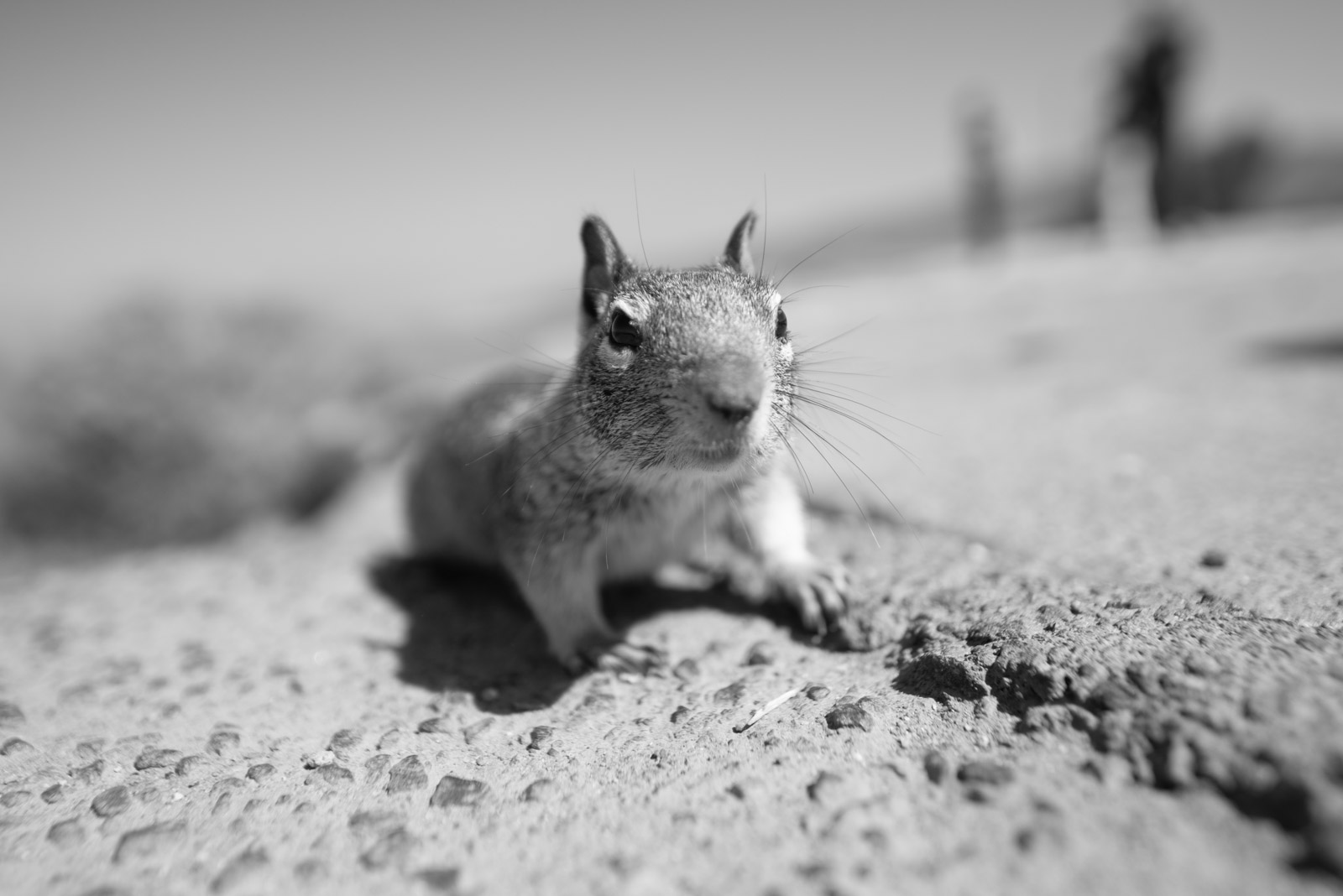 Squirrel resting on the sand, close-up, Los Angeles