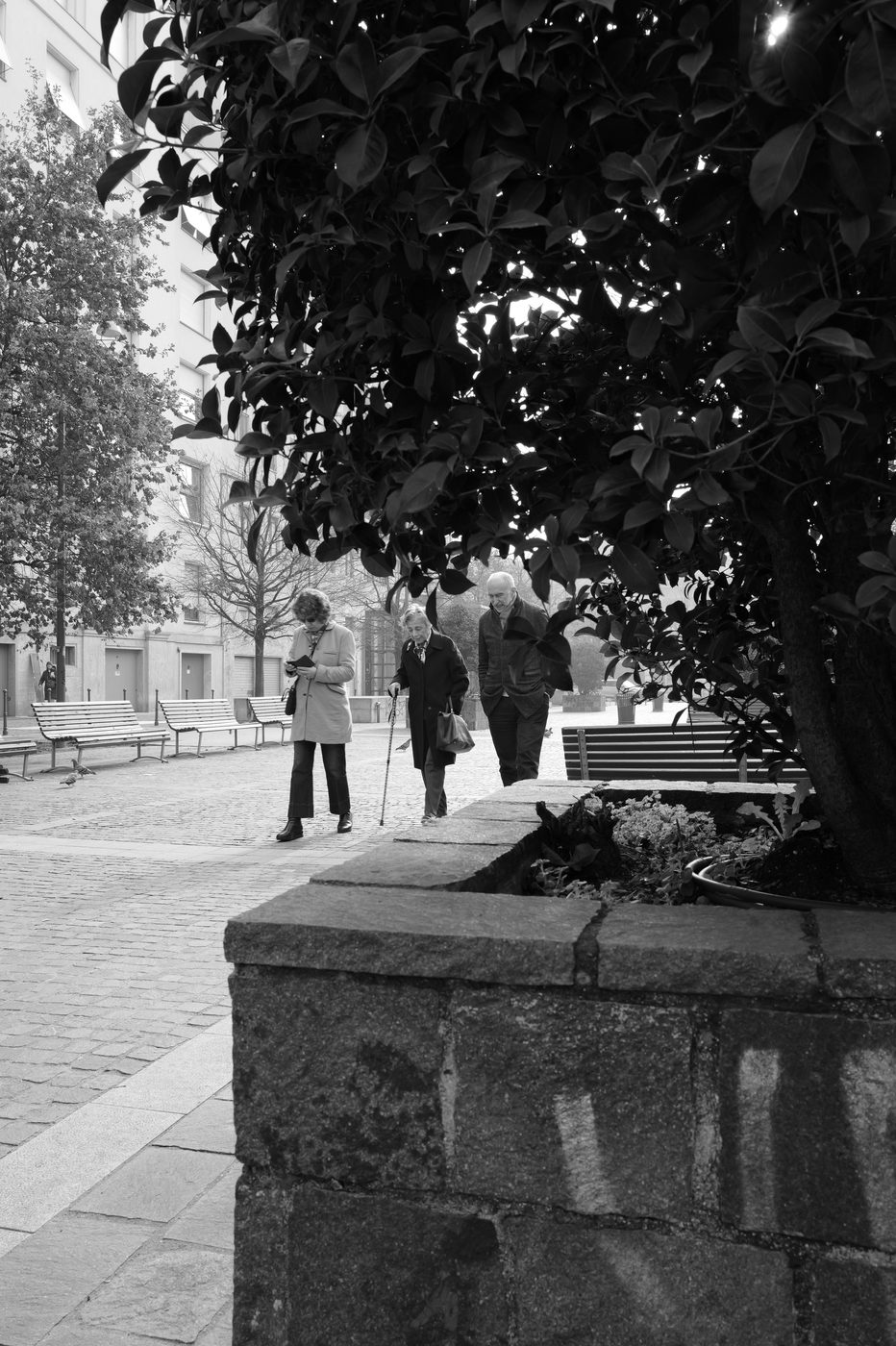 Trio of elderly people walking slowly under a tree, one leaning on a cane, Milan