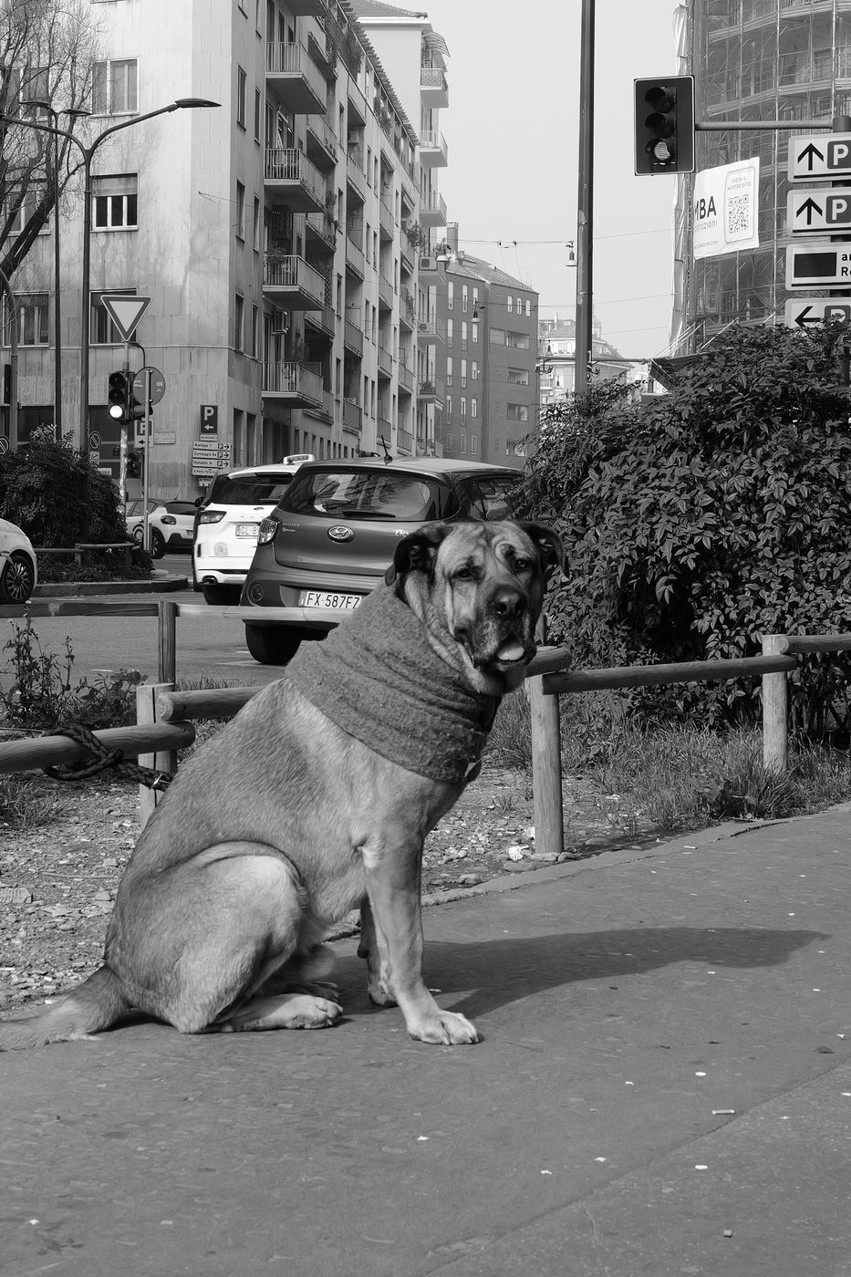 Large dog wearing a knitted sweater around its neck, sitting quietly on the pavement, Milan