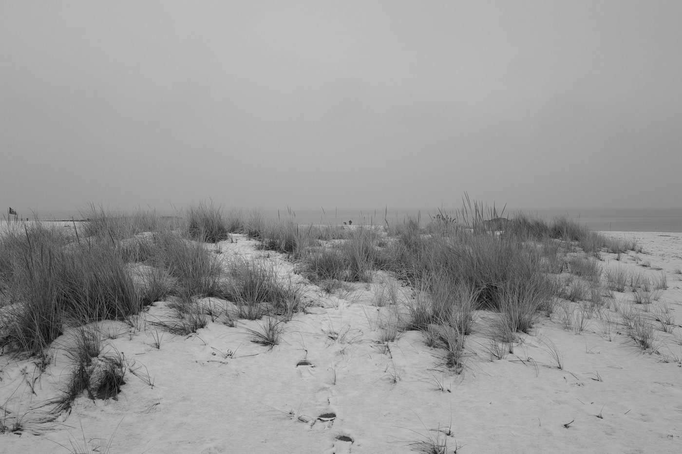 Dune grasses emerging from the snow-covered sand facing the sea, New York