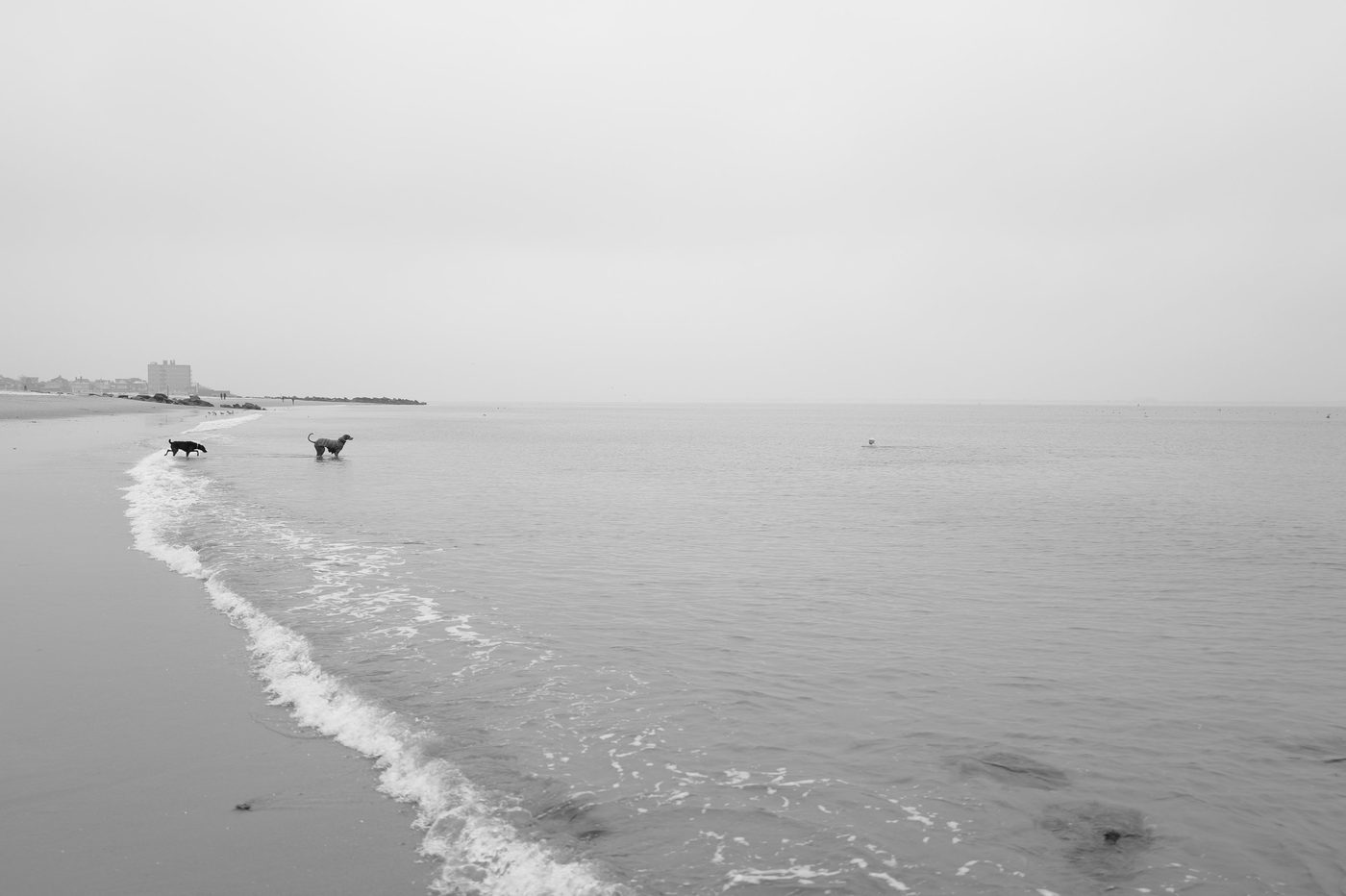 Two dogs at the edge of the waves, a swimmer in the distance, New York