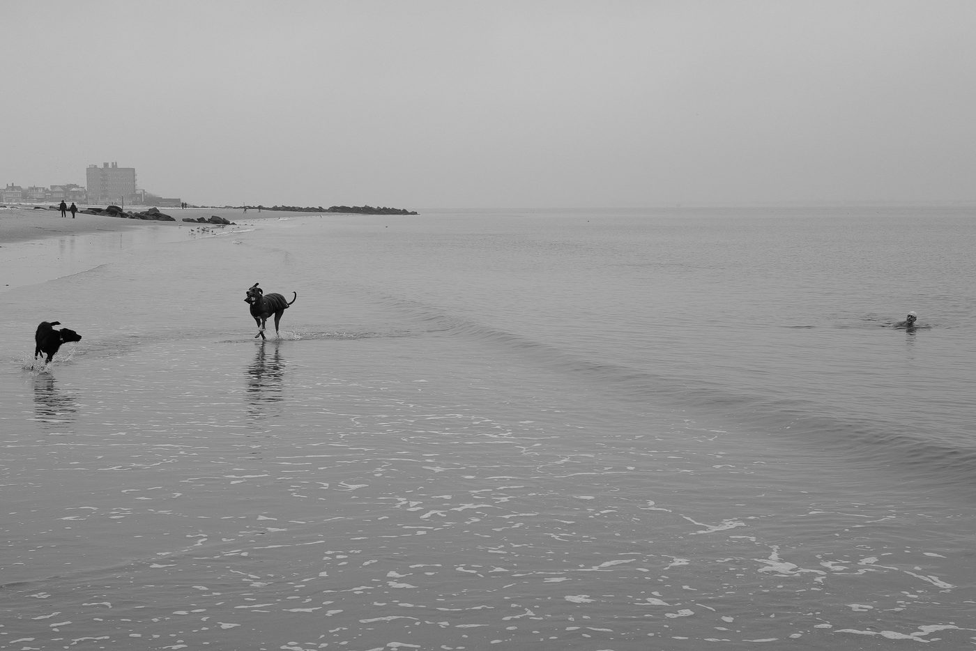 Two dogs running in the shallow water, a swimmer in the distance, New York