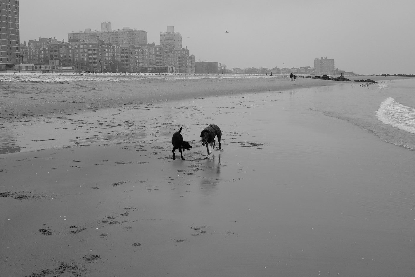 Two dogs playing on the wet sand, buildings in the background, New York