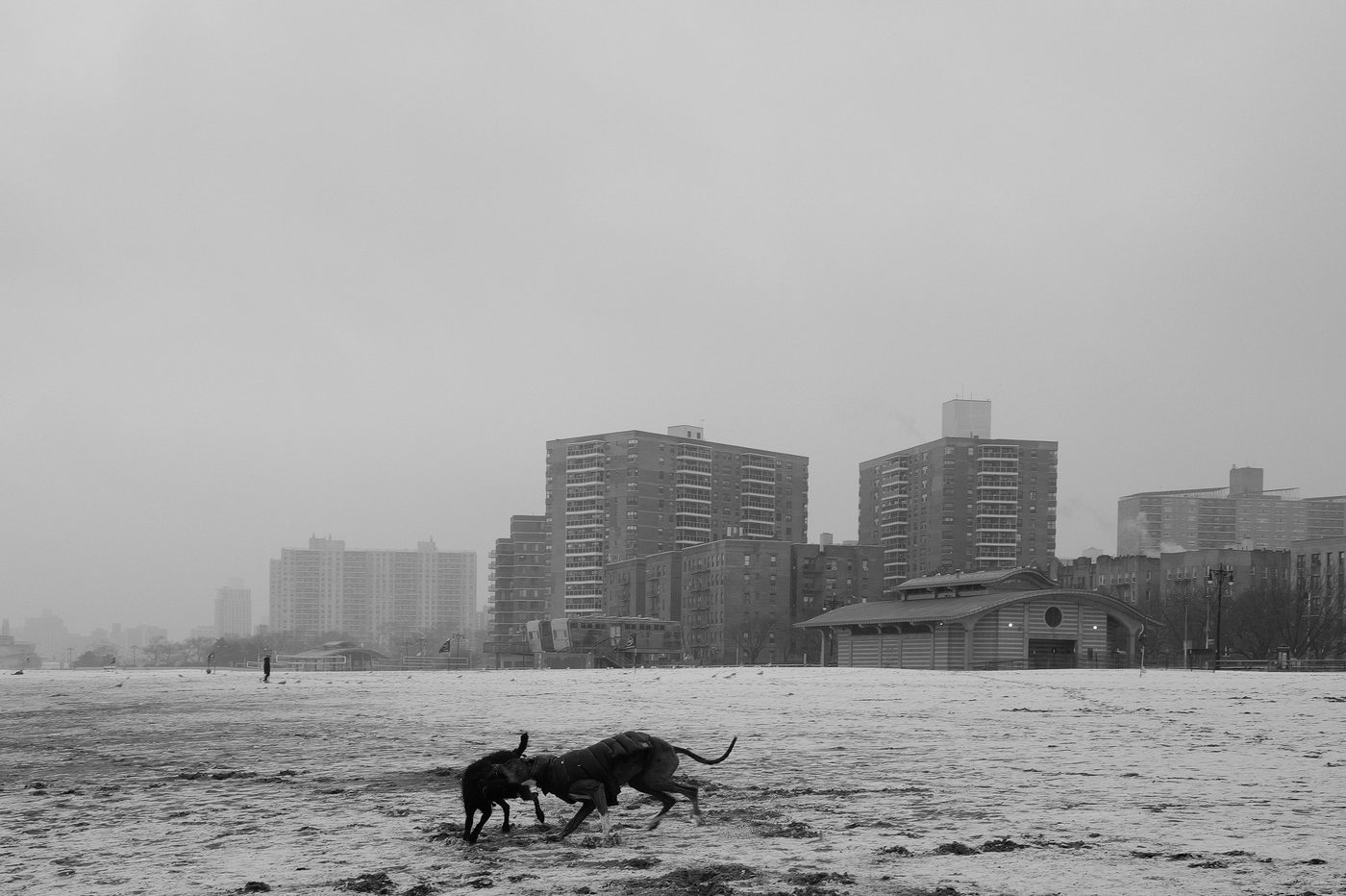 Two dogs playing in the snow in front of residential buildings, New York