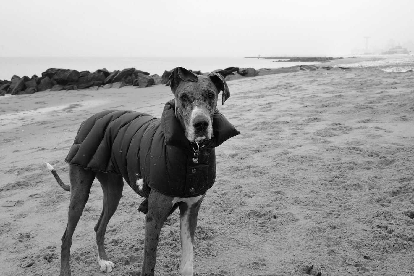 Great Dane in a quilted coat posing in front of the rocky breakwater, New York