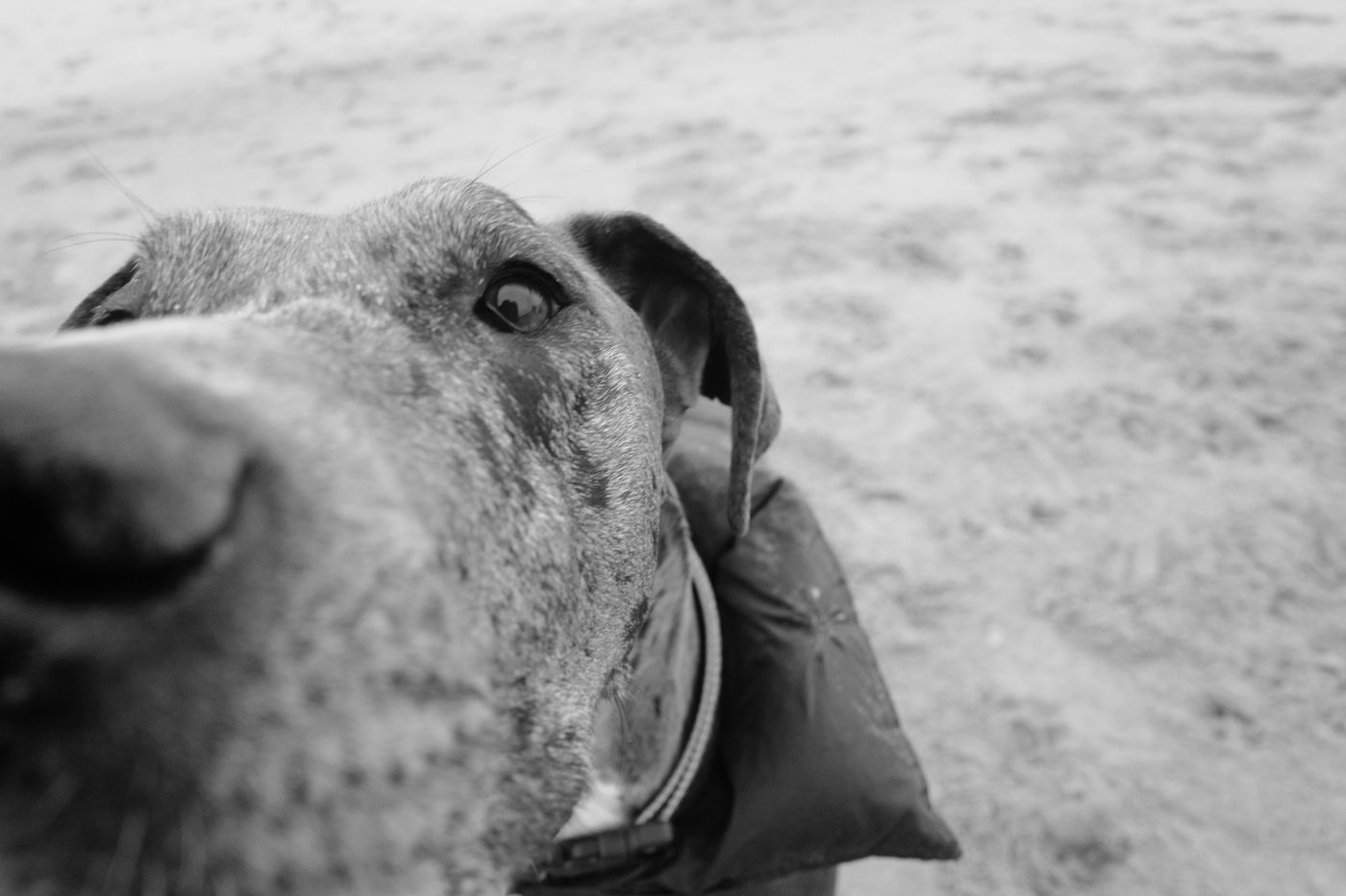 Close-up of the eye and snout of a curious dog, New York