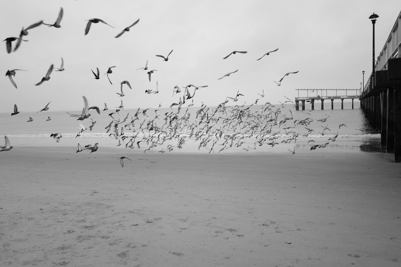 Flock of birds taking flight above the beach near the pier, New York