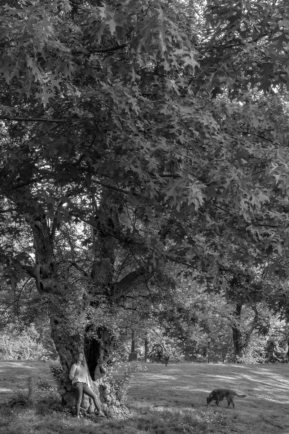 Woman leaning against an imposing tree, a dog sniffing the grass nearby, New York