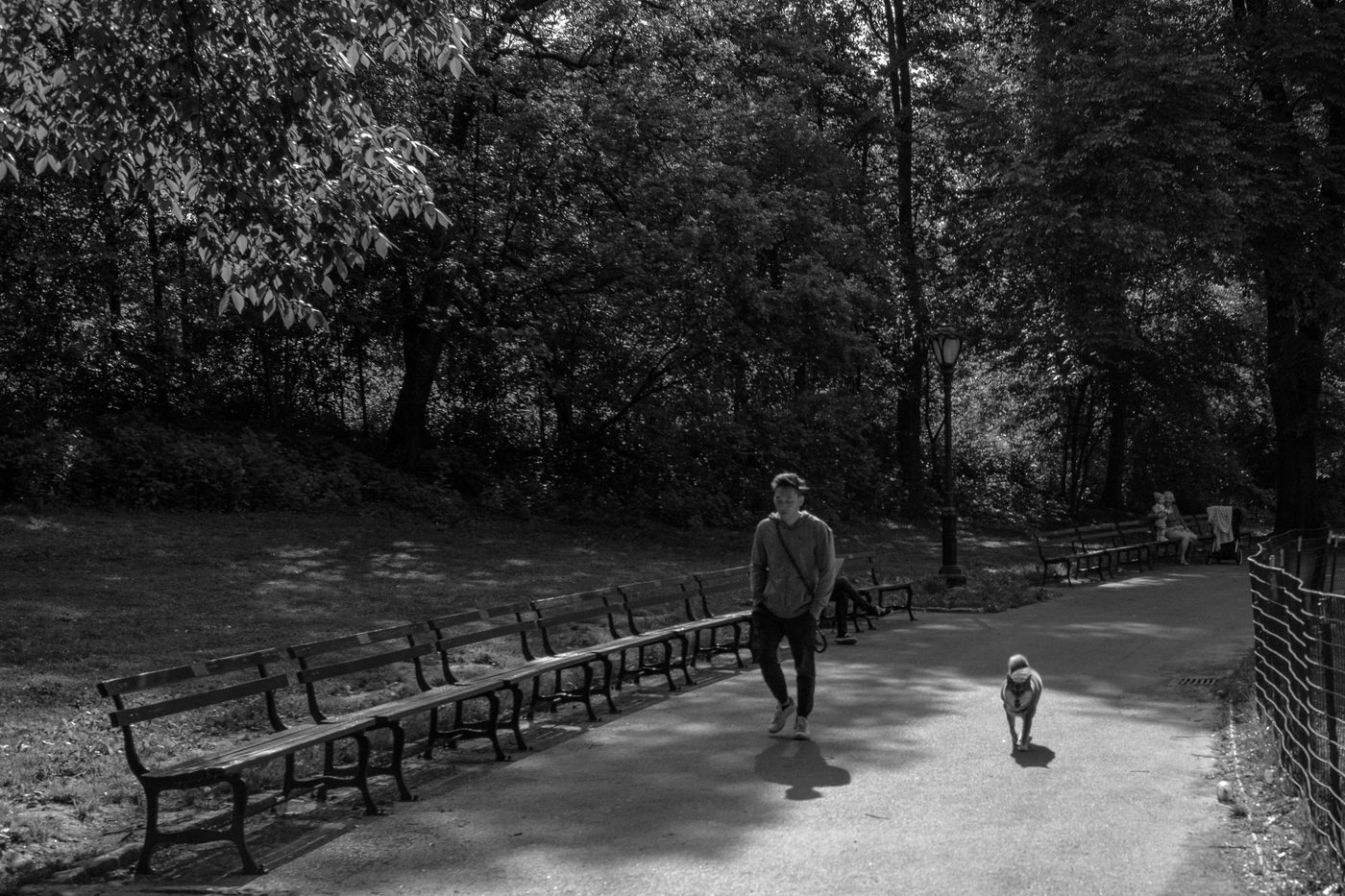 Man walking his dog along a path lined with benches, New York