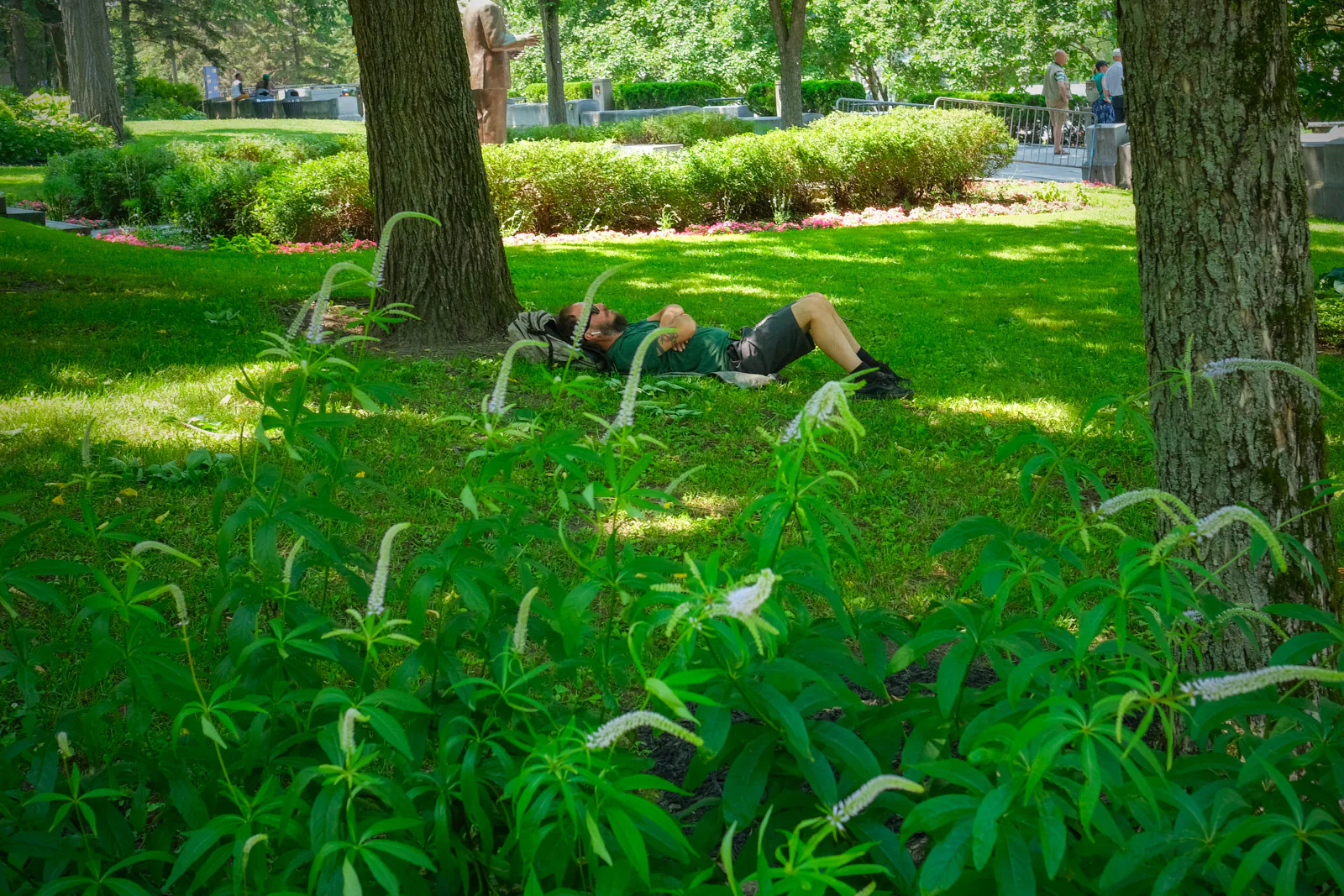Un homme fait la sieste dans l’herbe, entre deux arbres et des fleurs blanches, Québec