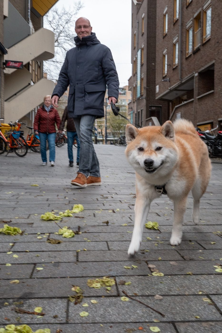 Akita dog walking toward the camera on a cobbled street, Rotterdam