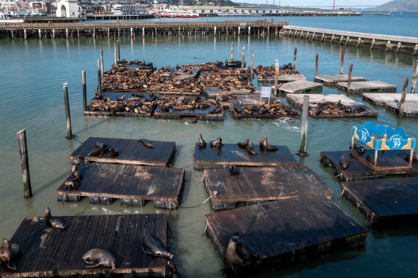 Sea lions crowded on the floating docks of Pier 39, elevated view, San Francisco
