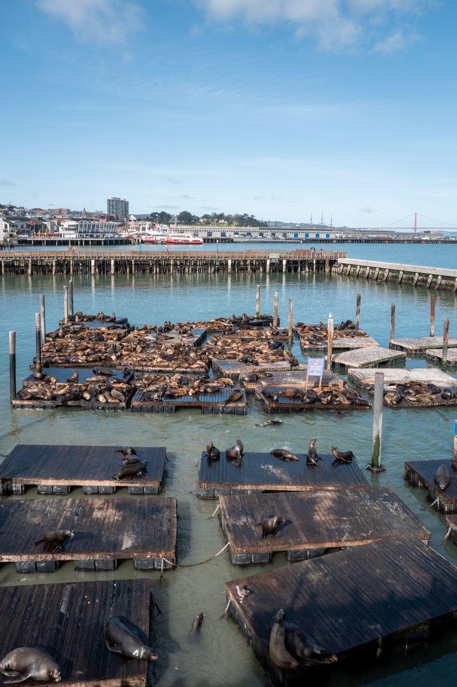 Sea lions dozing on the wooden docks, Golden Gate Bridge on the horizon, San Francisco