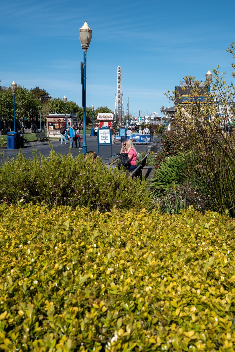Woman sitting on a bench near a Ferris wheel, flowering hedges in the foreground, San Francisco