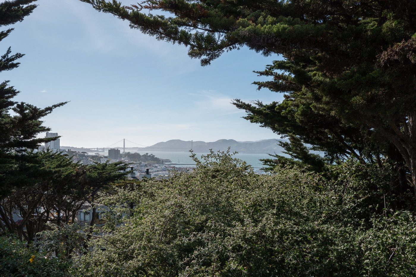 Golden Gate Bridge glimpsed between tree branches from the heights, San Francisco